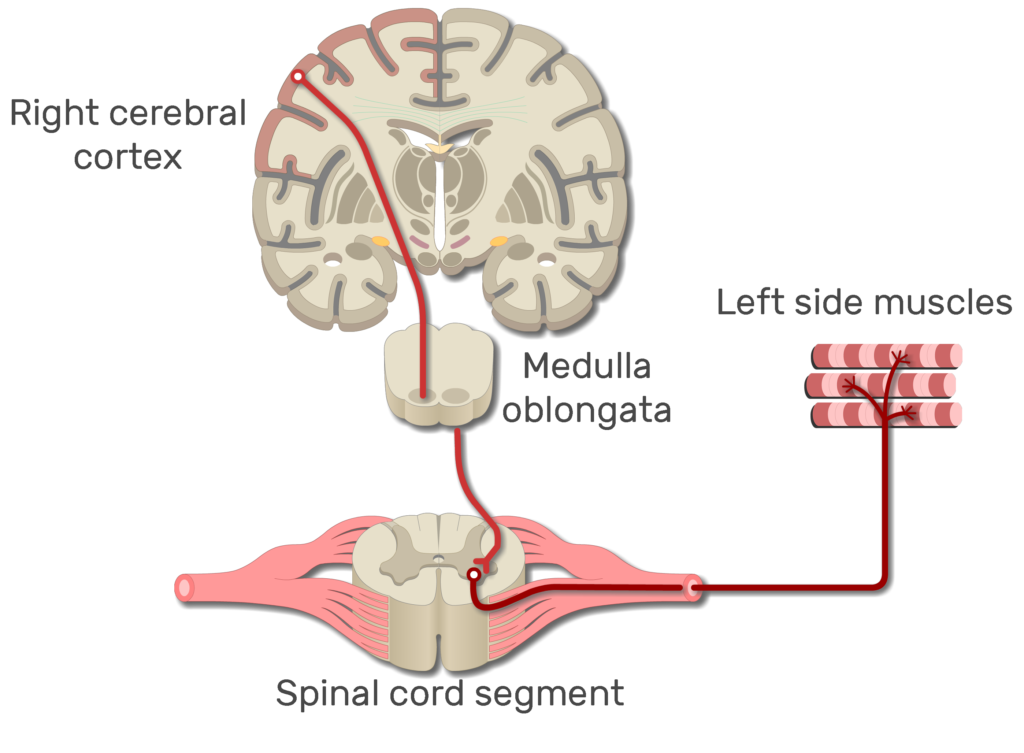 An image showing left side muscles contraction after receiving an action potential from the right cerebral cortex to left side muscles through the spinal cord