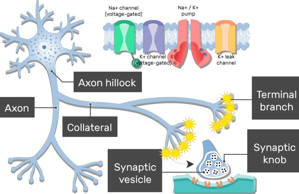 An image of a neuron showing the action potential moving from the neuron body to the terminal branches passing through the axon