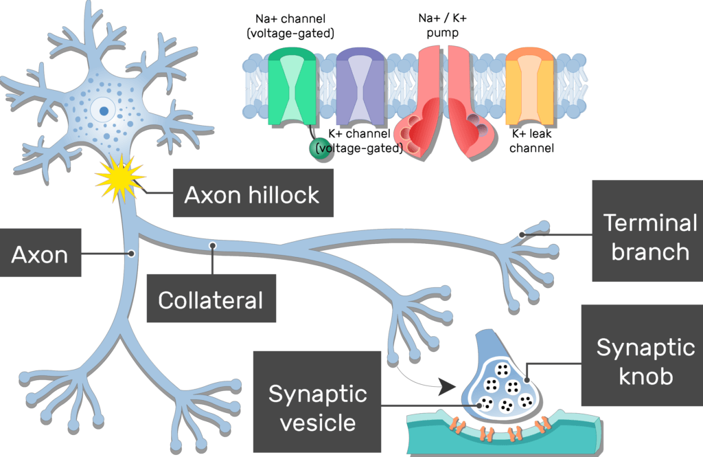 An image of a neuron showing the action potential moving from the neuron body to the terminal branches passing through the axon