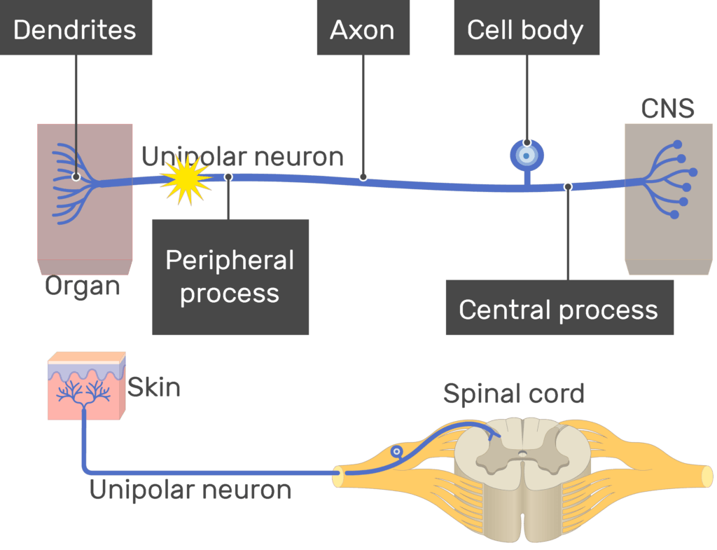 An image showing the action potential conduction through unipolar neuron, the image contains (1. Dendrites 2. Peripheral process 3. Axon 5. Cell body 6. Central process) all labeled