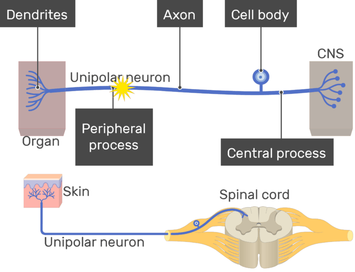 Unipolar Neuron Structure and Functions GetBodySmart