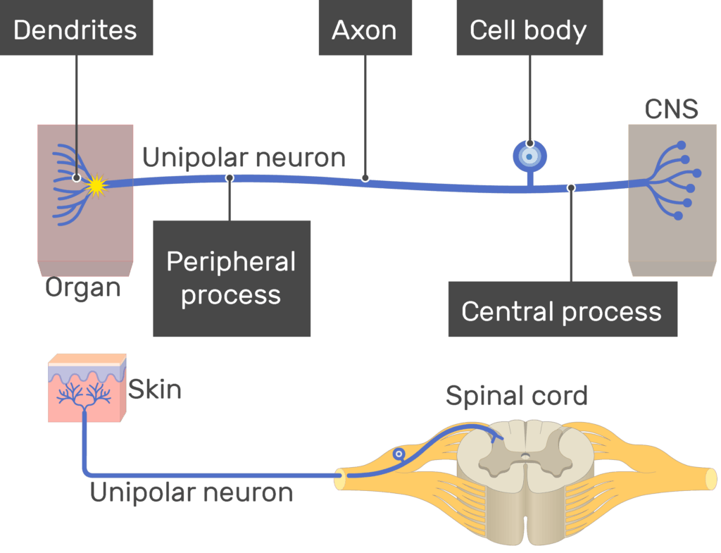 An image showing the action potential conduction through unipolar neuron, the image contains (1. Dendrites 2. Peripheral process 3. Axon 5. Cell body 6. Central process) all labeled