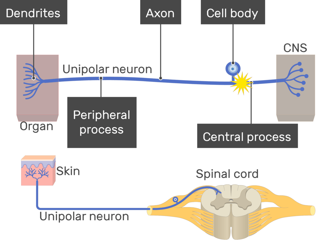 An image showing the action potential conduction through unipolar neuron, the image contains (1. Dendrites 2. Peripheral process 3. Axon 5. Cell body 6. Central process) all labeled