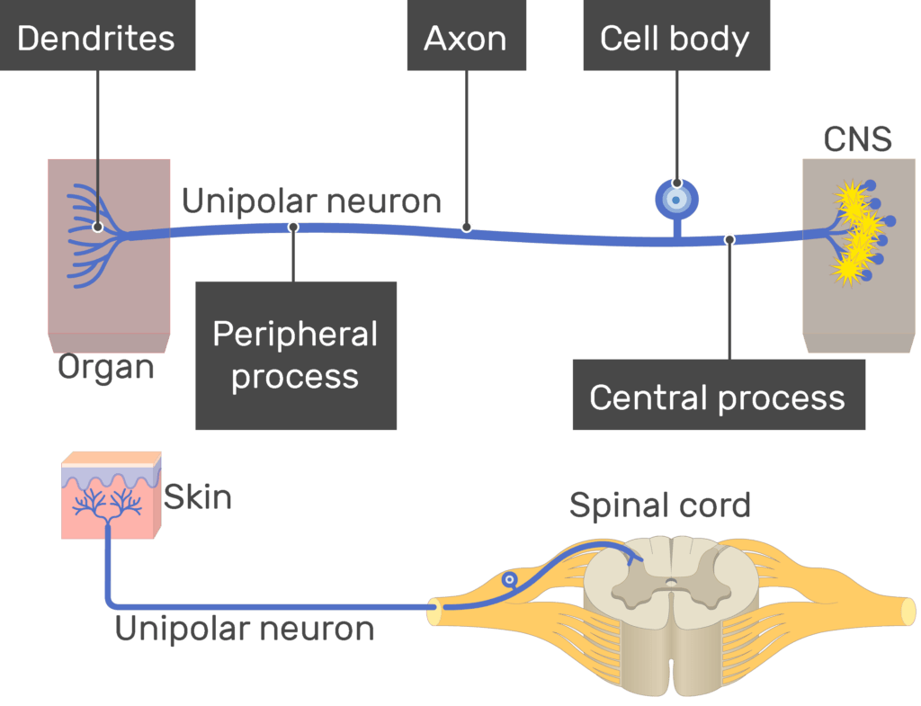An image showing the action potential conduction through unipolar neuron, the image contains (1. Dendrites 2. Peripheral process 3. Axon 5. Cell body 6. Central process) all labeled