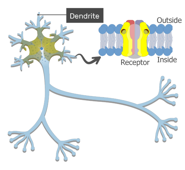 function of dendrite