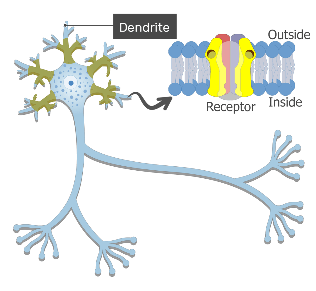 An image showing the action potential generation from the dendrites moving through the body to the axon