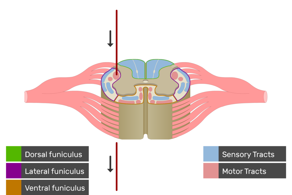 An image showing the motor tract action potential movement, Motor Tracts, Sensory Tracts, Ventral funiculus, Lateral funiculus and Dorsal funiculus inside the spinal cord segment