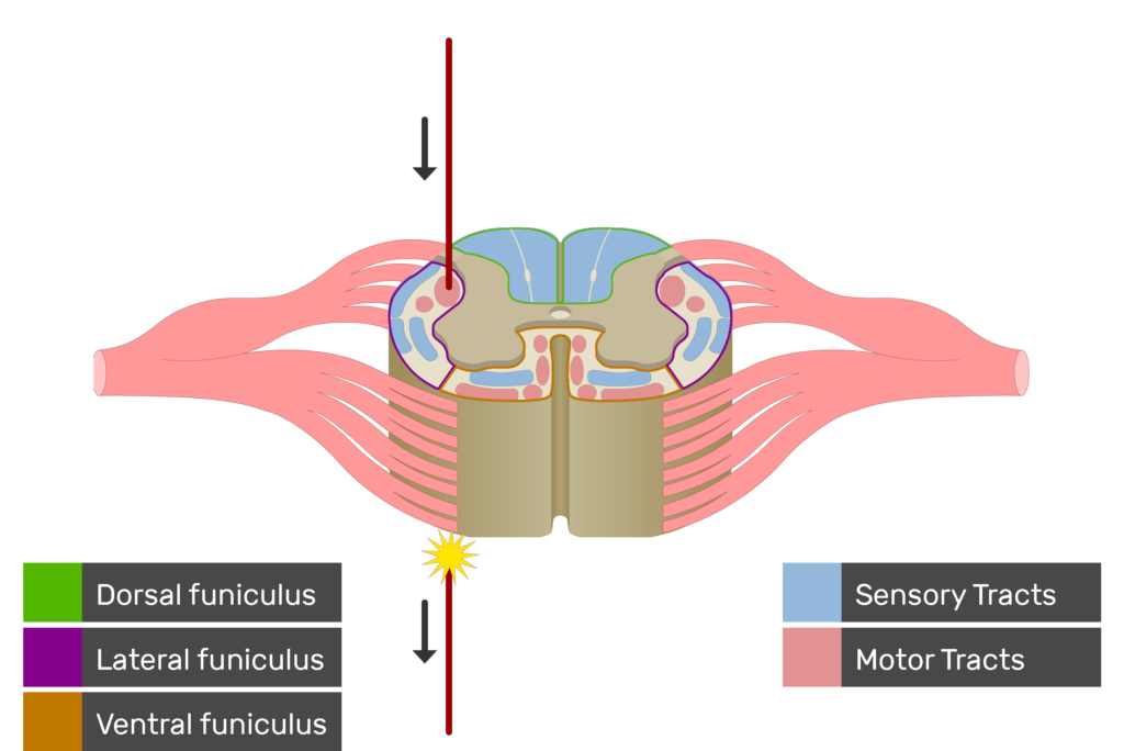 An image showing the motor tract action potential movement, Motor Tracts, Sensory Tracts, Ventral funiculus, Lateral funiculus and Dorsal funiculus inside the spinal cord segment