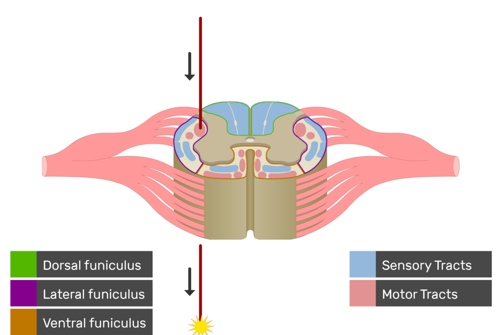 An image showing the motor tract action potential movement, Motor Tracts, Sensory Tracts, Ventral funiculus, Lateral funiculus and Dorsal funiculus inside the spinal cord segment
