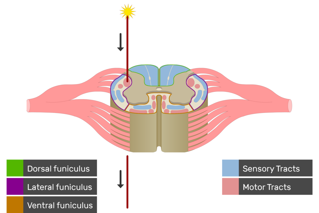 An image showing the motor tract action potential movement, Motor Tracts, Sensory Tracts, Ventral funiculus, Lateral funiculus and Dorsal funiculus inside the spinal cord segment