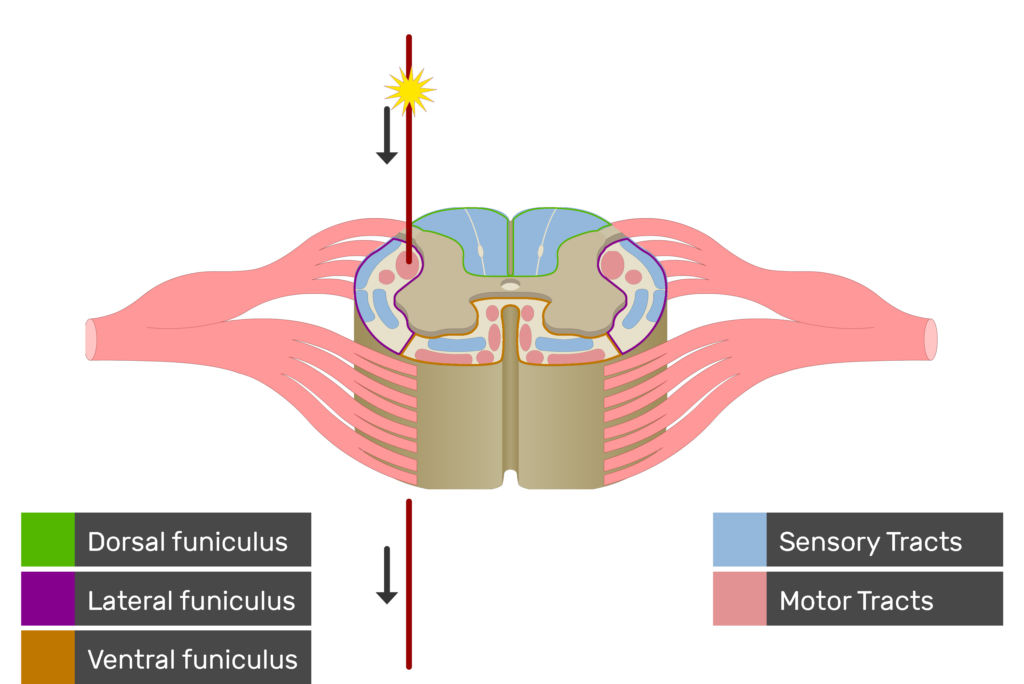 An image showing the motor tract action potential movement, Motor Tracts, Sensory Tracts, Ventral funiculus, Lateral funiculus and Dorsal funiculus inside the spinal cord segment