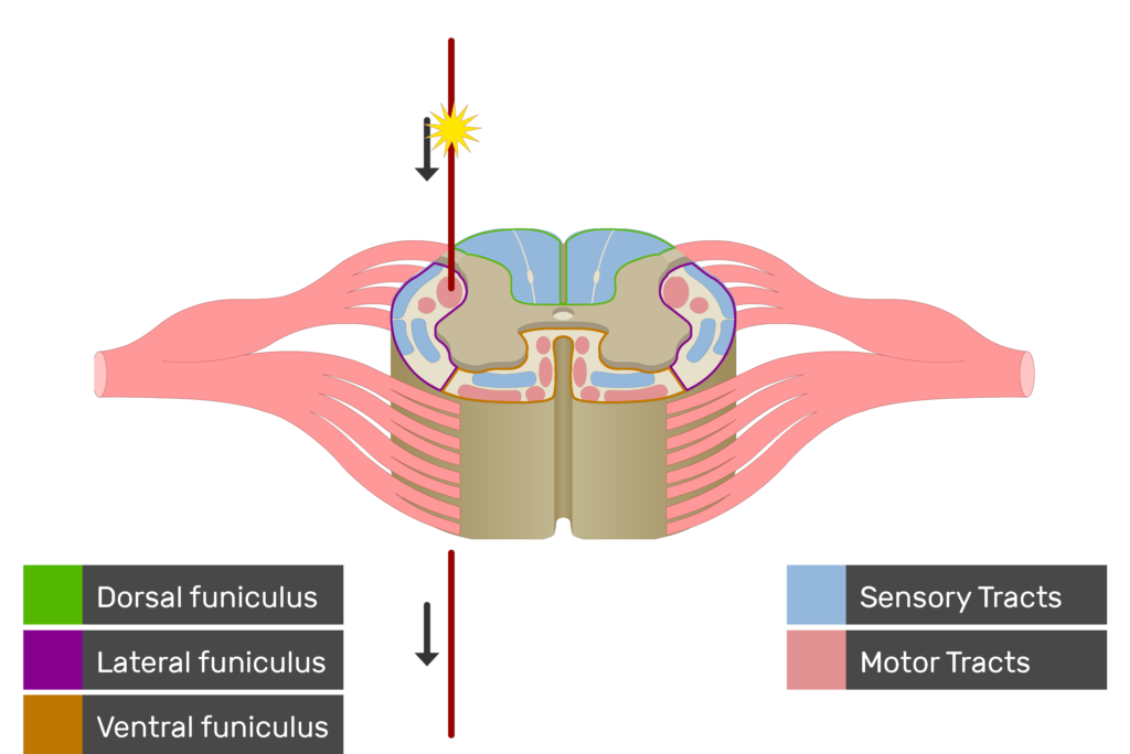 An image showing the motor tract action potential movement, Motor Tracts, Sensory Tracts, Ventral funiculus, Lateral funiculus and Dorsal funiculus inside the spinal cord segment