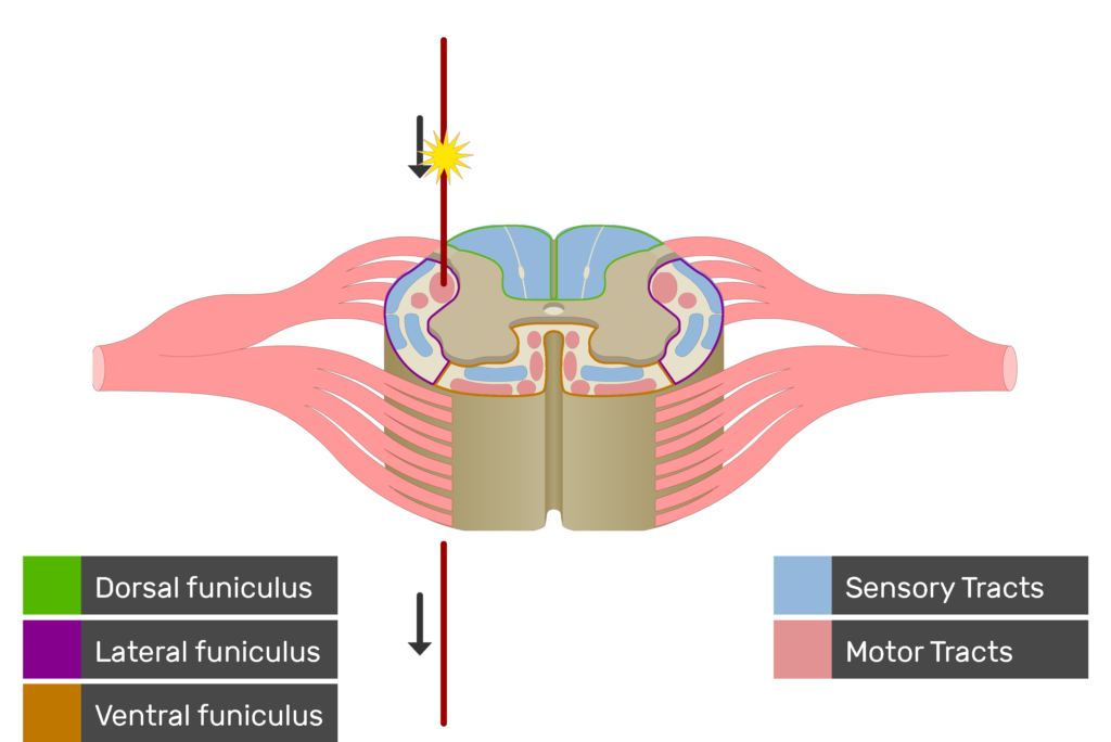 An image showing the motor tract action potential movement, Motor Tracts, Sensory Tracts, Ventral funiculus, Lateral funiculus and Dorsal funiculus inside the spinal cord segment