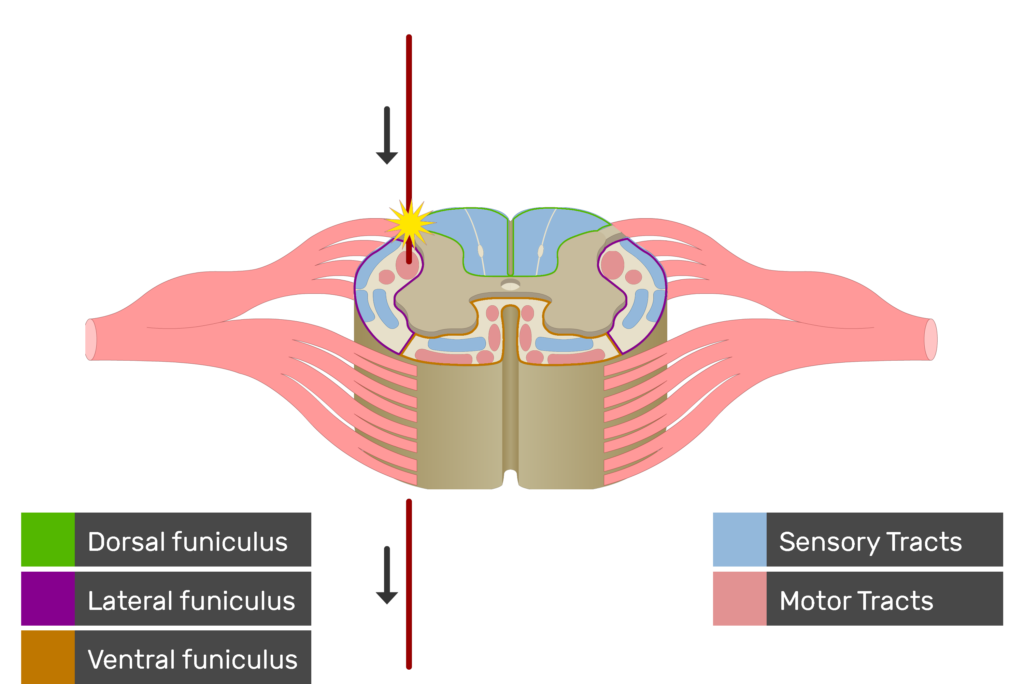 An image showing the motor tract action potential movement, Motor Tracts, Sensory Tracts, Ventral funiculus, Lateral funiculus and Dorsal funiculus inside the spinal cord segment