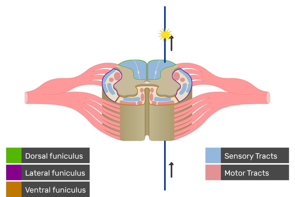 An image showing the sensory tract action potential movement, Motor Tracts, Sensory Tracts, Ventral funiculus, Lateral funiculus and Dorsal funiculus inside the spinal cord segment