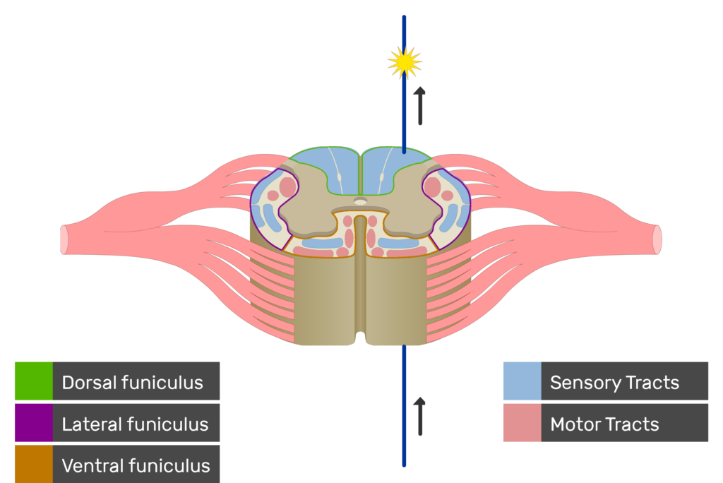 An image showing the sensory tract action potential movement, Motor Tracts, Sensory Tracts, Ventral funiculus, Lateral funiculus and Dorsal funiculus inside the spinal cord segment