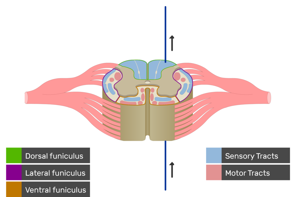 An image showing the sensory tract action potential movement, Motor Tracts, Sensory Tracts, Ventral funiculus, Lateral funiculus and Dorsal funiculus inside the spinal cord segment