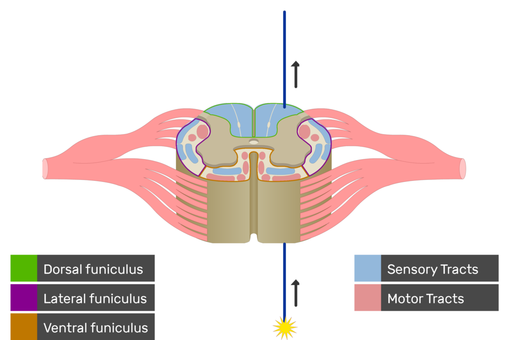 An image showing the sensory tract action potential movement, Motor Tracts, Sensory Tracts, Ventral funiculus, Lateral funiculus and Dorsal funiculus inside the spinal cord segment