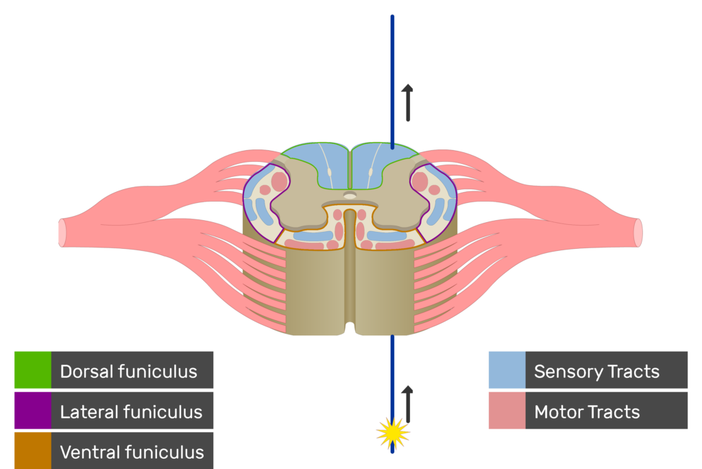 An image showing the sensory tract action potential movement, Motor Tracts, Sensory Tracts, Ventral funiculus, Lateral funiculus and Dorsal funiculus inside the spinal cord segment