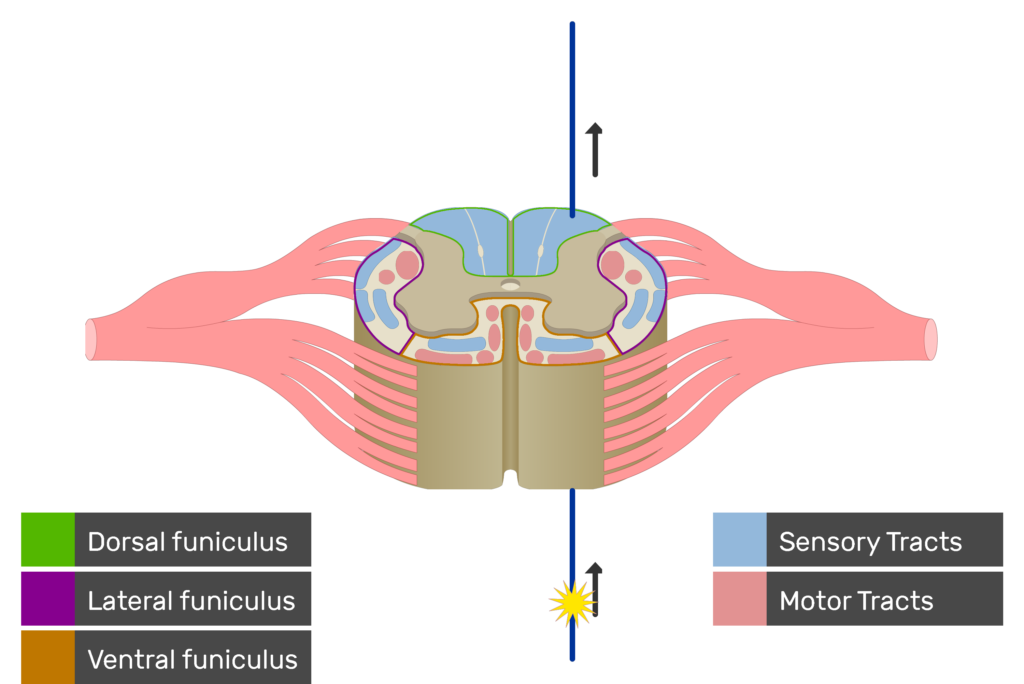 An image showing the sensory tract action potential movement, Motor Tracts, Sensory Tracts, Ventral funiculus, Lateral funiculus and Dorsal funiculus inside the spinal cord segment