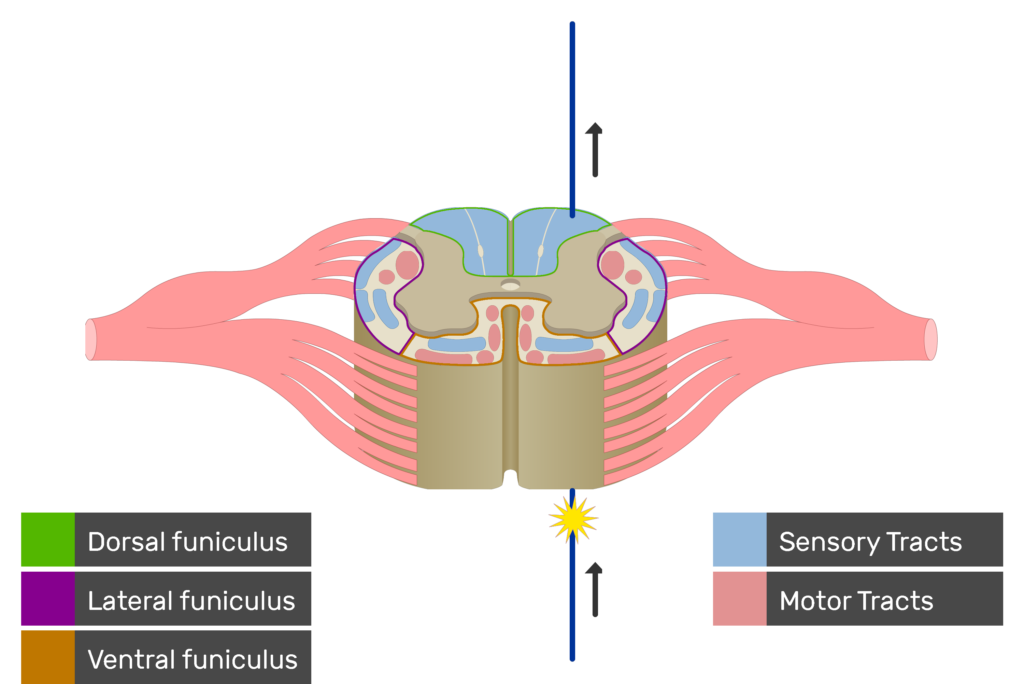 An image showing the sensory tract action potential movement, Motor Tracts, Sensory Tracts, Ventral funiculus, Lateral funiculus and Dorsal funiculus inside the spinal cord segment