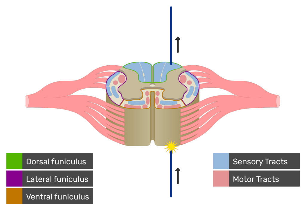 An image showing the sensory tract action potential movement, Motor Tracts, Sensory Tracts, Ventral funiculus, Lateral funiculus and Dorsal funiculus inside the spinal cord segment