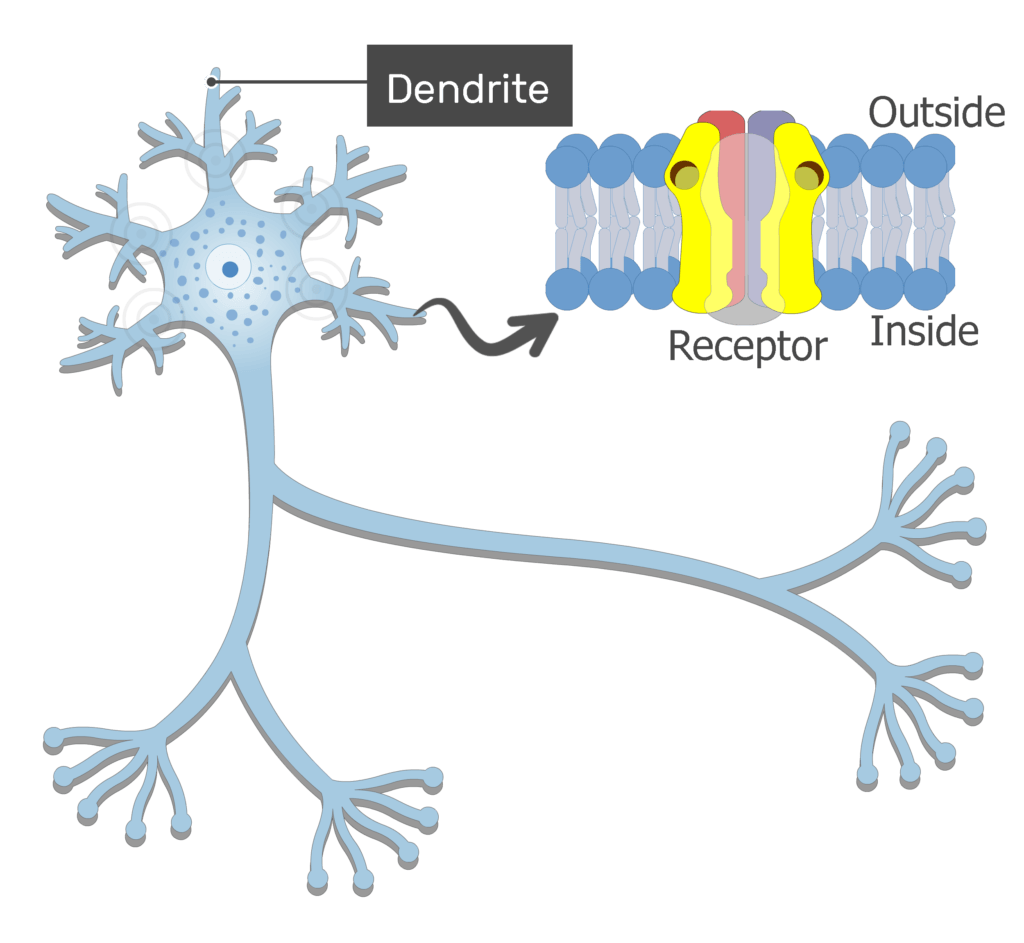 An image showing the action potential stimulation from the dendrites moving through the body to the axon