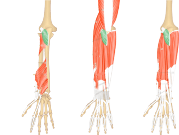 A dorsal view of the forearm showing the bony elements and the muscles of different 3 levels with the anconeus muscle highlighted with green