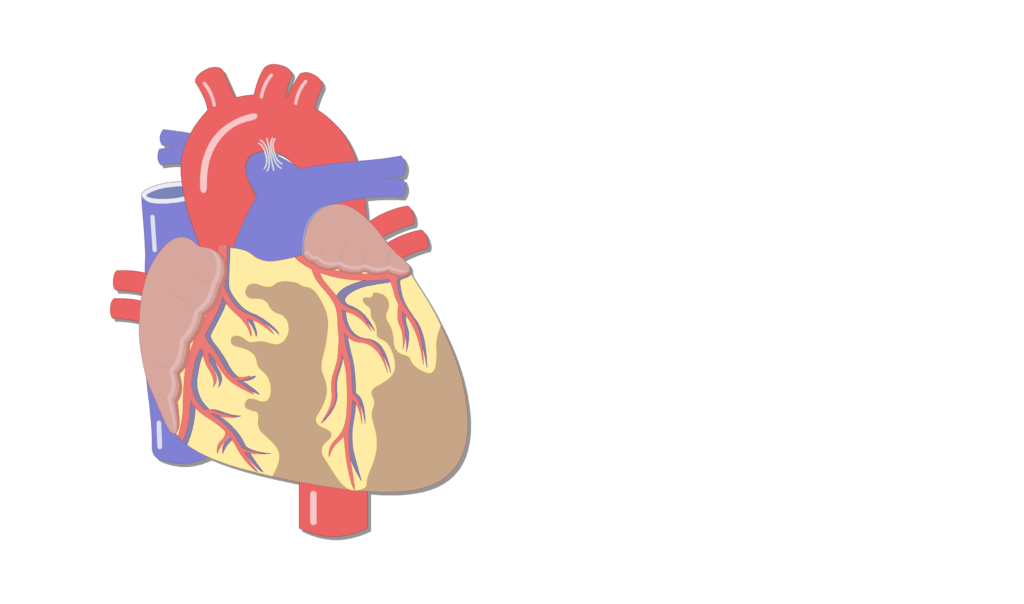Unlabelled image of the anterior view of the heart.