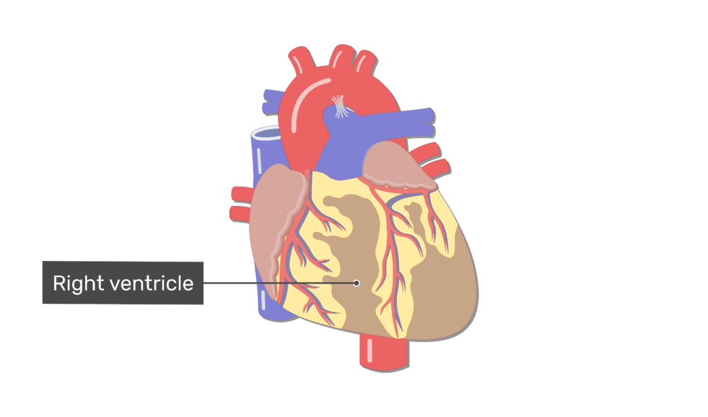 Labelled image of the right ventricle of the heart on the anterior side of the heart.