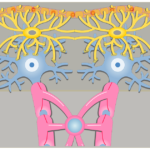 An illustration showing neuron bodies (blue) and astrocytes (yellow) within the gray matter, and the neuron axons passing through the white matter which are covered with oligodendrocytes (pink)