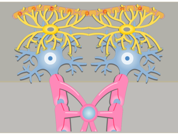 An illustration showing neuron bodies (blue) and astrocytes (yellow) within the gray matter, and the neuron axons passing through the white matter which are covered with oligodendrocytes (pink)