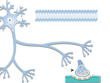 An image of neuron showing its structures
