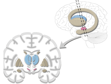 Schematic illustration showing an overview of the basal ganglia's location within the brain