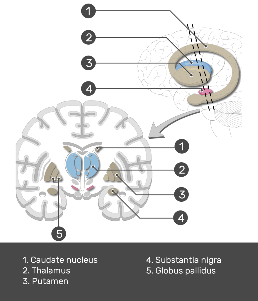 Basal Ganglia Anatomy Axial