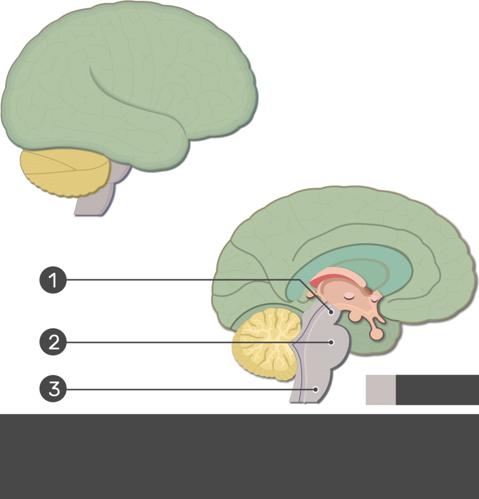 Psychology brain test Diagram