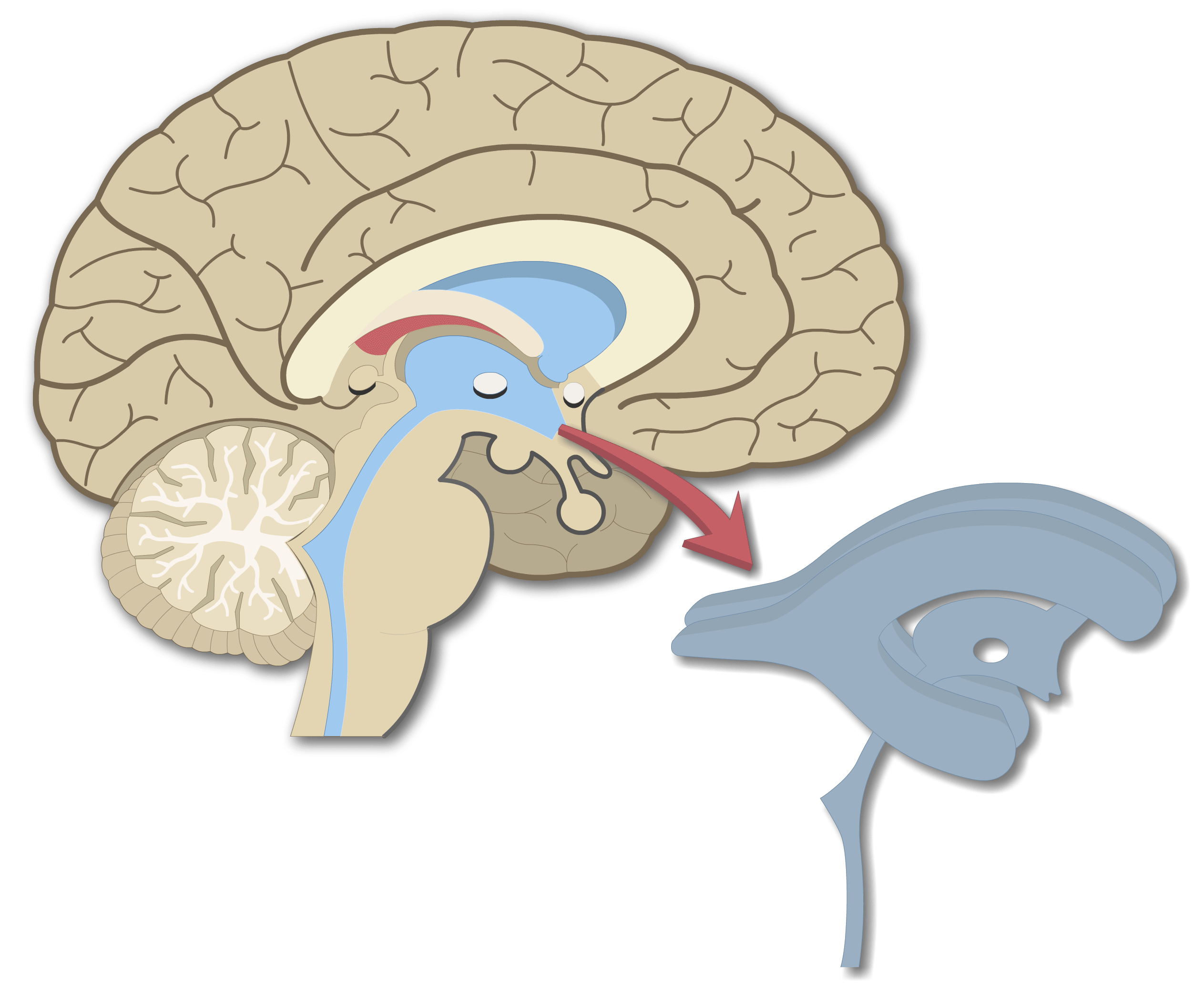 An image showing the Cerebrospinal fluid flow pathway, from the ventricles of the brain down to the cerebral canal