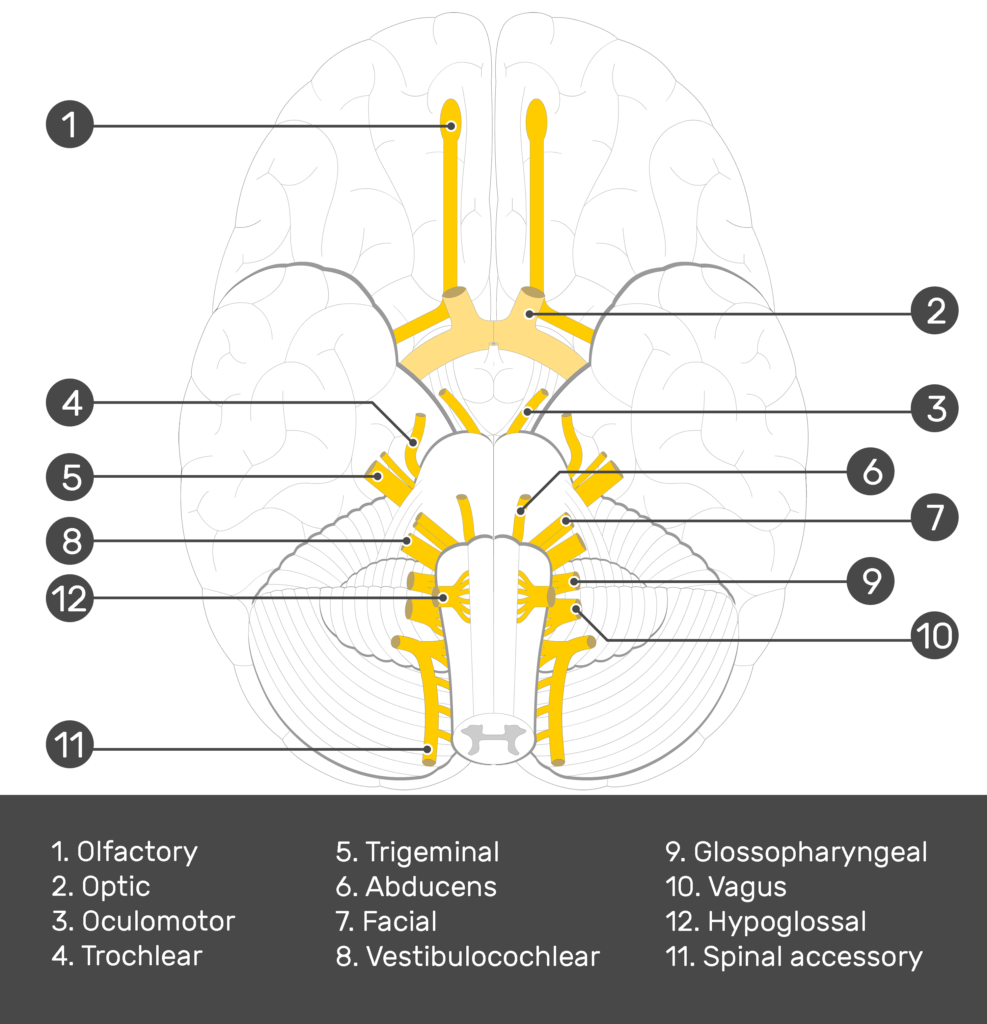 Label Cranial Nerves Quiz