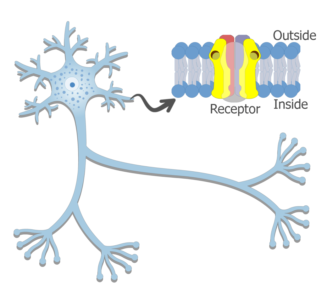Dendrites: definition, structure and function | GetBodySmart