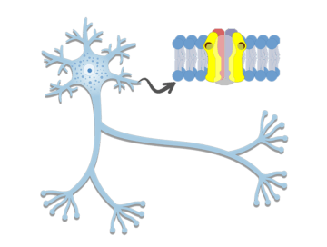 Dendrites - Structure and Functions - Featured