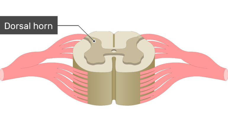 Spinal Cord Gray Matter Anatomy