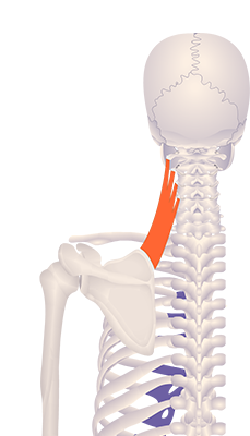 First image in animation of a figure with an elevated medial border