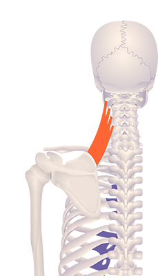 Third image in animation of a figure with an elevated medial border