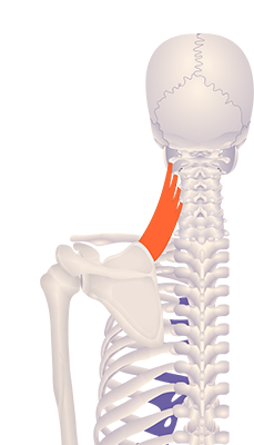 Fourth image in animation of a figure with an elevated medial border