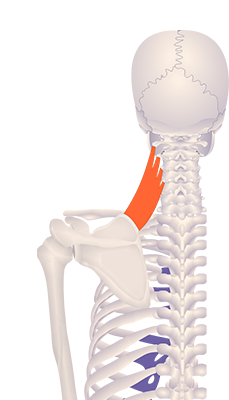 Fifth image in animation of a figure with an elevated medial border