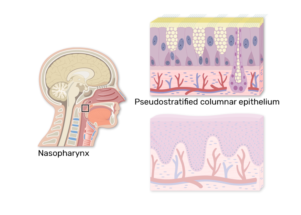 PPT - Diffuse Immune Tissues: Digital Laboratory PowerPoint Presentation -  ID:2420787