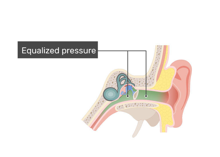 Eustachian Tubes (Auditory Tubes) of the Pharynx