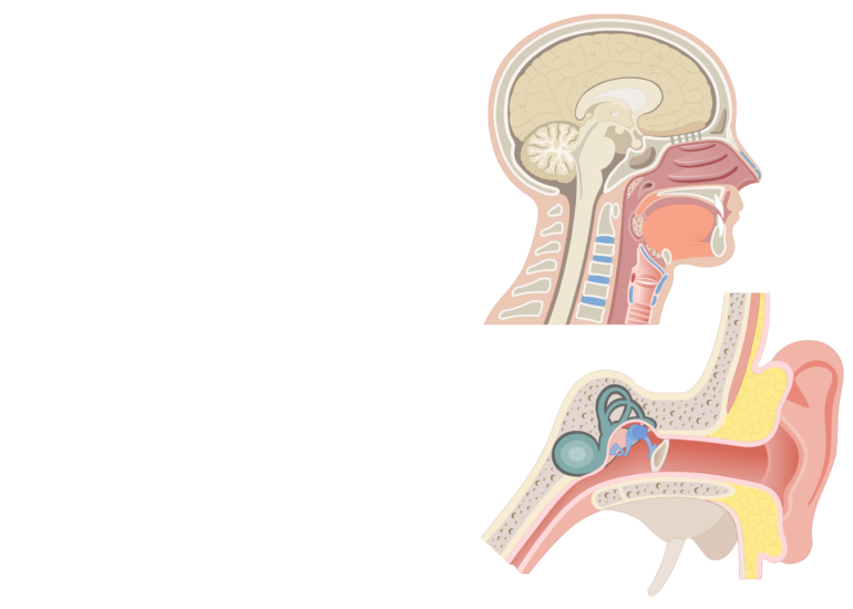 Eustachian Tube Anatomy - Anatomy Drawing Diagram
