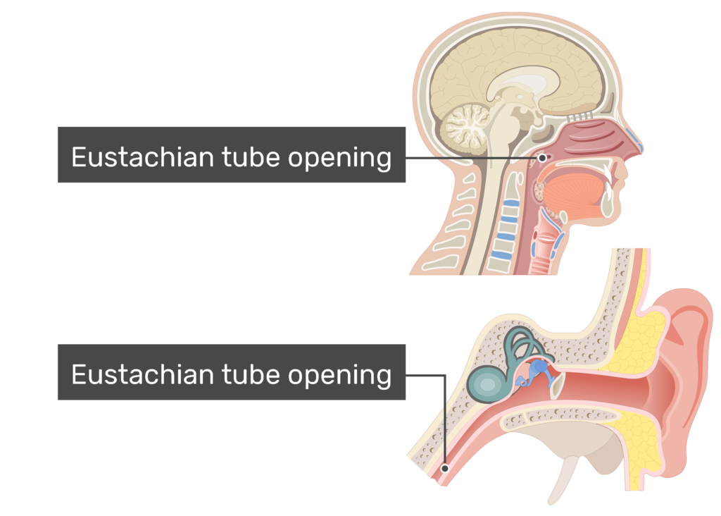 The Auditory Pathway - Structures of the Ear - Auditory Transduction -  TeachMeAnatomy
