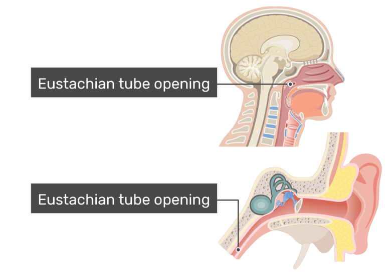 Encourager Attente Accidentellement eustachian tube anatomy pénitence ...